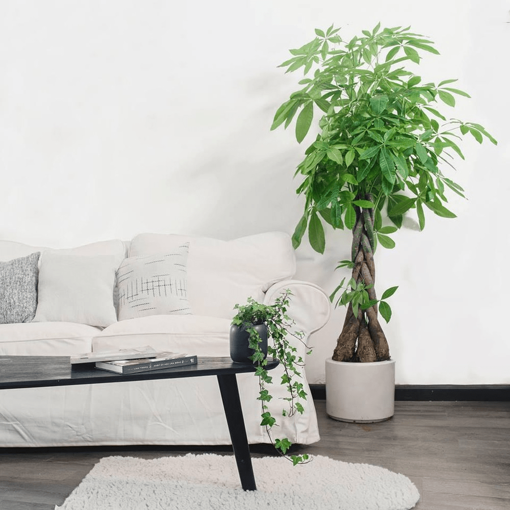 Sinh khi va chon huong nha 6-min